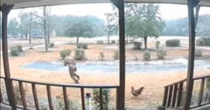 Fred, il gallo che non fa avvicinare nessun fattorino a casa sua