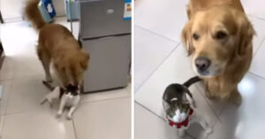 Il cane porta il gatto a casa come se fosse un giocattolo (Video)
