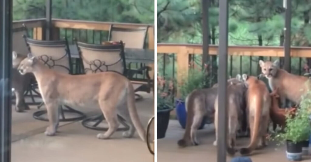 Un uomo vede un branco di leoni di montagna sulla veranda e si precipita ad afferrare la telecamera
