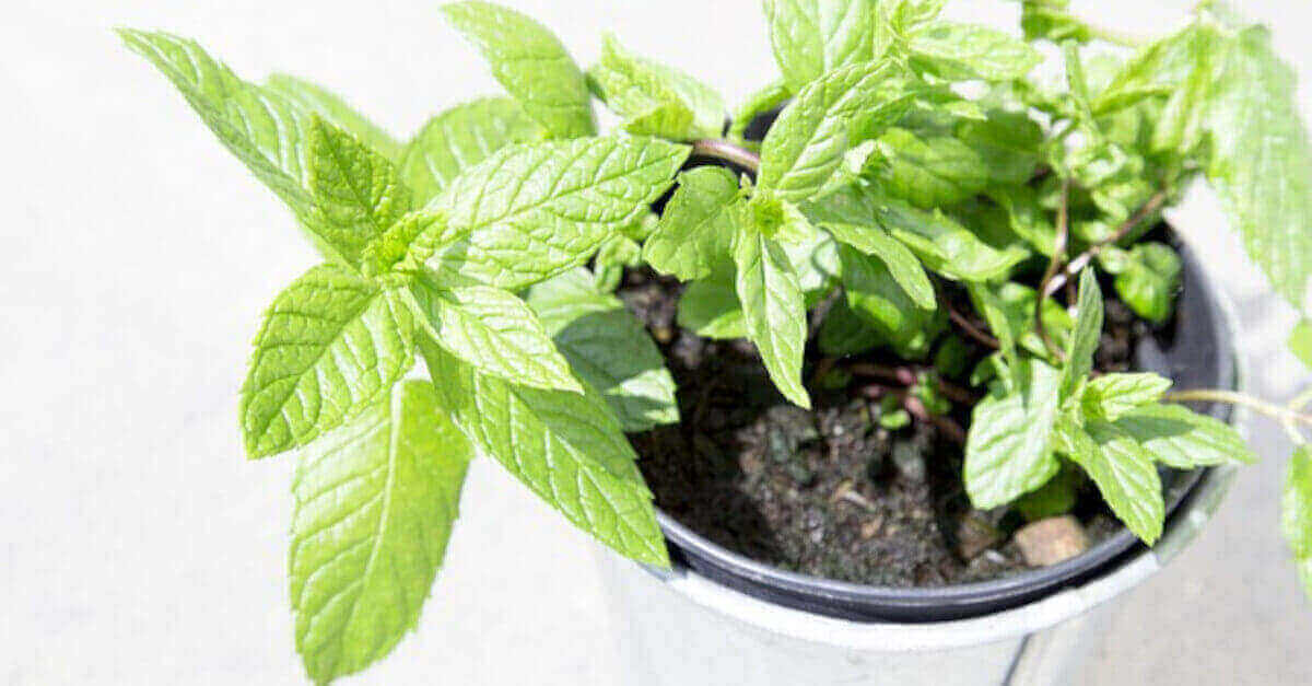 3 consigli per far crescere le piante aromatiche 3 consigli per far crescere le piante aromatiche