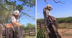 Riprendono un uccello che sembra un “fantasma”, diventa virale con un verso che suona come “lamento umano”