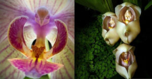 9 Orchidee che somigliano a qualcos’altro, basta guardare il loro aspetto per vedere oltre il fiore