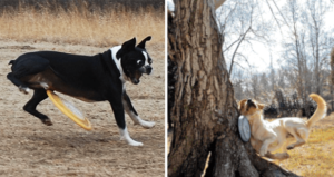 16 Cani pessimi nel catturare il frisbee. I loro tentativi falliti sono molto divertenti
