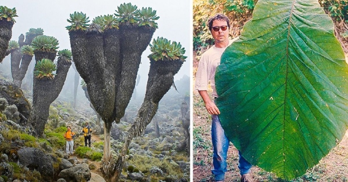 15 immagini che ti faranno sentire una piccola formica in un mondo gigantesco 15 immagini che ti faranno sentire una piccola formica in un mondo gigantesco