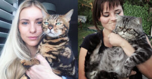 17 gatti che mostrano il loro odio per i selfie, la loro espressione buffa dice già tutto