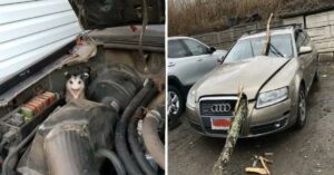 14 volte che i meccanici hanno trovato nell’auto da riparare qualcosa che non potevano neanche immaginare