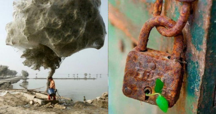 12 foto che dimostrano la potenza di adattamento della natura 12 foto che dimostrano la potenza di adattamento della natura