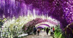 20 strade meravigliose  ombreggiate da fiori e alberi, sono tra le più belle al mondo