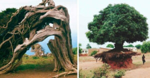 19 alberi che sorprendono tutti con la loro voglia di vivere