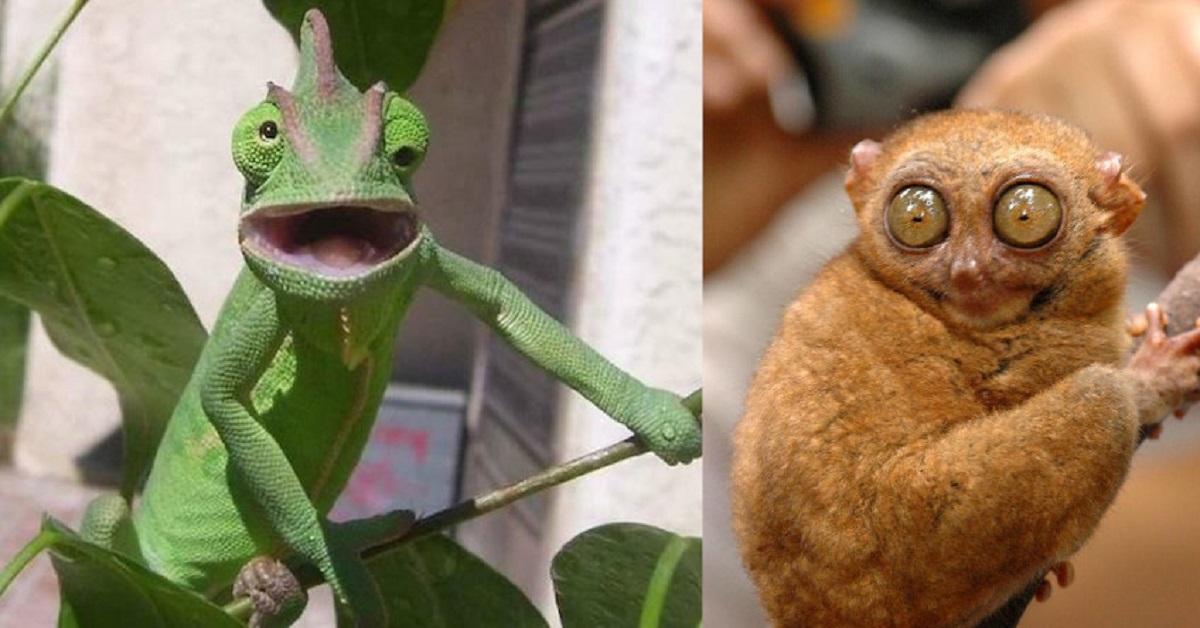 20 Animali che mostrano uno sguardo assolutamente sorpreso. Le loro espressioni sono fantastiche 20 Animali che mostrano uno sguardo assolutamente sorpreso. Le loro espressioni sono fantastiche
