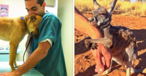 12 Animali che non hanno dimenticato di ringraziare i loro soccorritori
