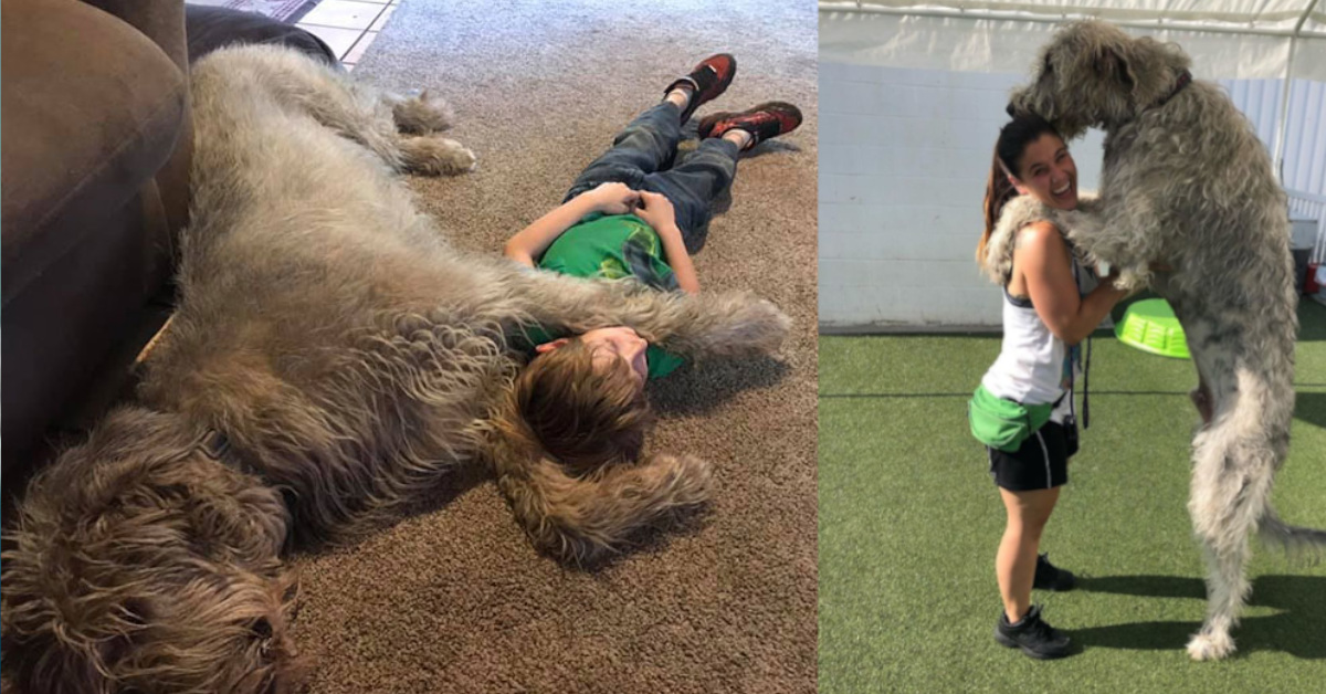17 persone hanno condiviso le foto esilaranti dei loro levrieri