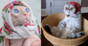 14 Gatti Babushka: la moda social di trasformare i gatti come le tradizionali vecchie signore russe