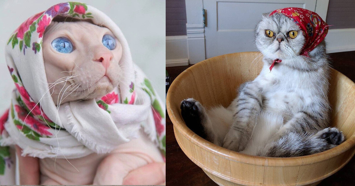 14 Gatti Babushka: la moda social di trasformare i gatti come le tradizionali vecchie signore russe 14 Gatti Babushka: la moda social di trasformare i gatti come le tradizionali vecchie signore russe