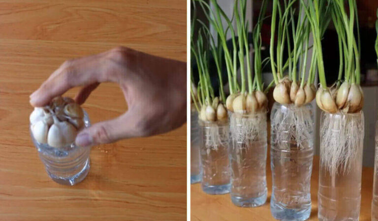 Taglia le bottiglie d’acqua e le “fonde” con un ferro per radicare le piante di aglio più sane