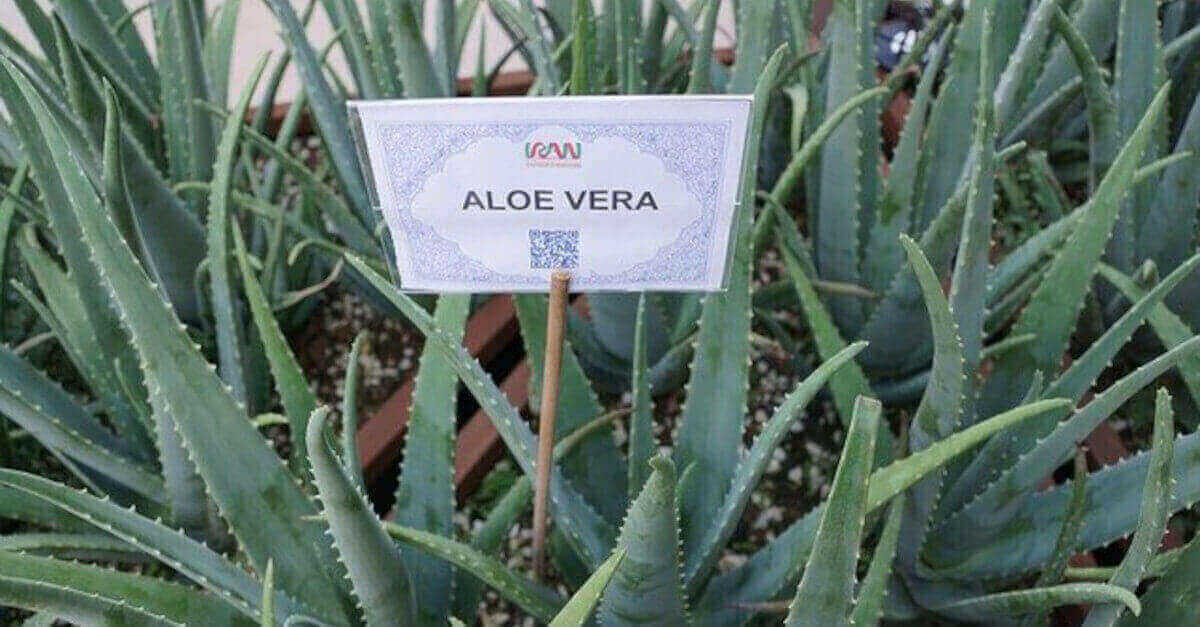 Come prendersi cura di una pianta di aloe vera Come prendersi cura di una pianta di aloe vera
