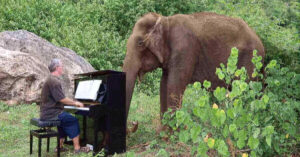 Elefante cieco di 80 anni si rilassa ascoltando musica classica
