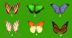 TEST: scegli una delle farfalle e ti diremo la chiave della tua personalità