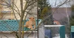 Un gattino? Leonessa viene sorpresa a riposare sul tetto di una casa in Russia