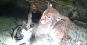 Un gatto finisce dentro il recinto di una lince in uno zoo e diventano migliori amici. Il video è puro amore!