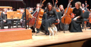 Il gatto randagio ruba lo spettacolo durante la performance dell’orchestra