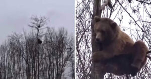 Enorme orso si arrampica sulla cima di un albero per raggiungere un nido, il video diventa virale
