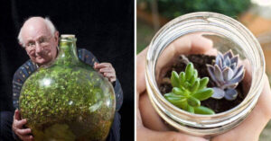Come usare i barattoli e le bottiglie di vetro per creare dei bellissimi giardini in miniatura
