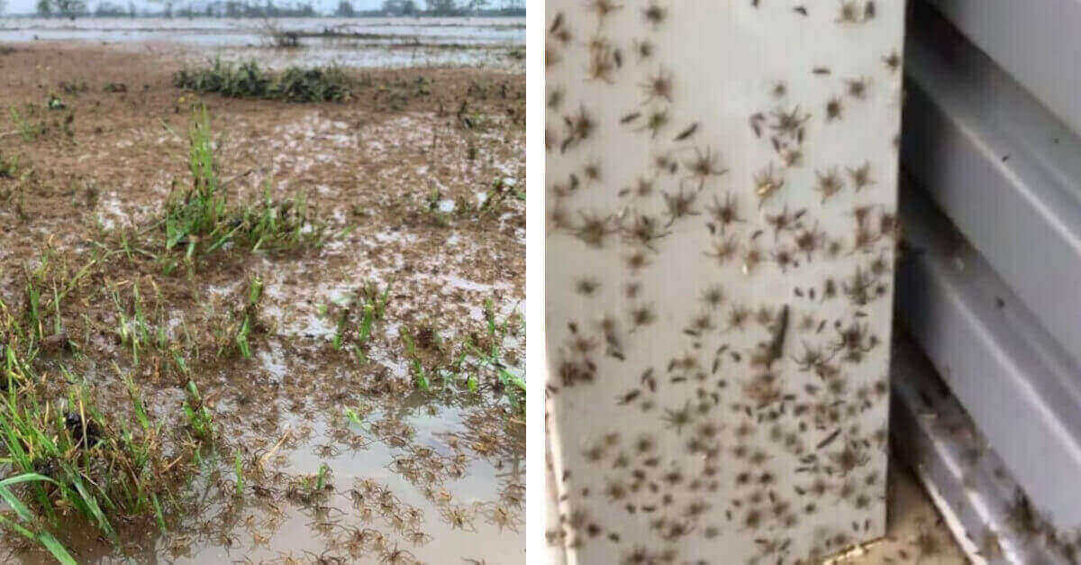 Aracnofobia? Migliaia di ragni fuggono dalle inondazioni dell’Australia Aracnofobia? Migliaia di ragni fuggono dalle inondazioni dell’Australia
