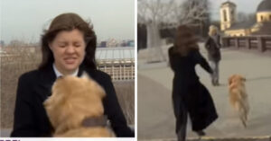 Il cucciolo ruba il microfono alla giornalista in diretta e lei lo insegue; il video divertente diventa virale