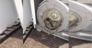 L’asciugatrice si guasta e, durante la riparazione, il tecnico trova un serpente nel motore dell’elettrodomestico