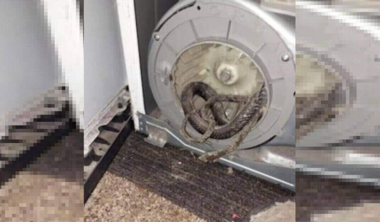 L’asciugatrice si guasta e, durante la riparazione, il tecnico trova un serpente nel motore dell’elettrodomestico L’asciugatrice si guasta e, durante la riparazione, il tecnico trova un serpente nel motore dell’elettrodomestico