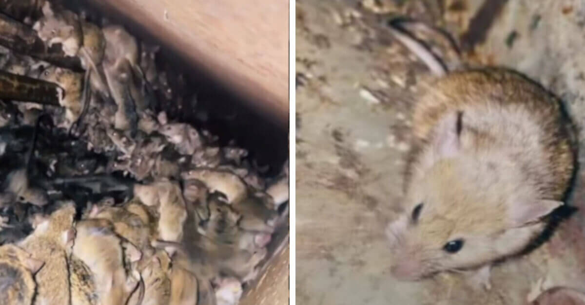 Una piaga di topi provoca terrore su TikTok Una piaga di topi provoca terrore su TikTok