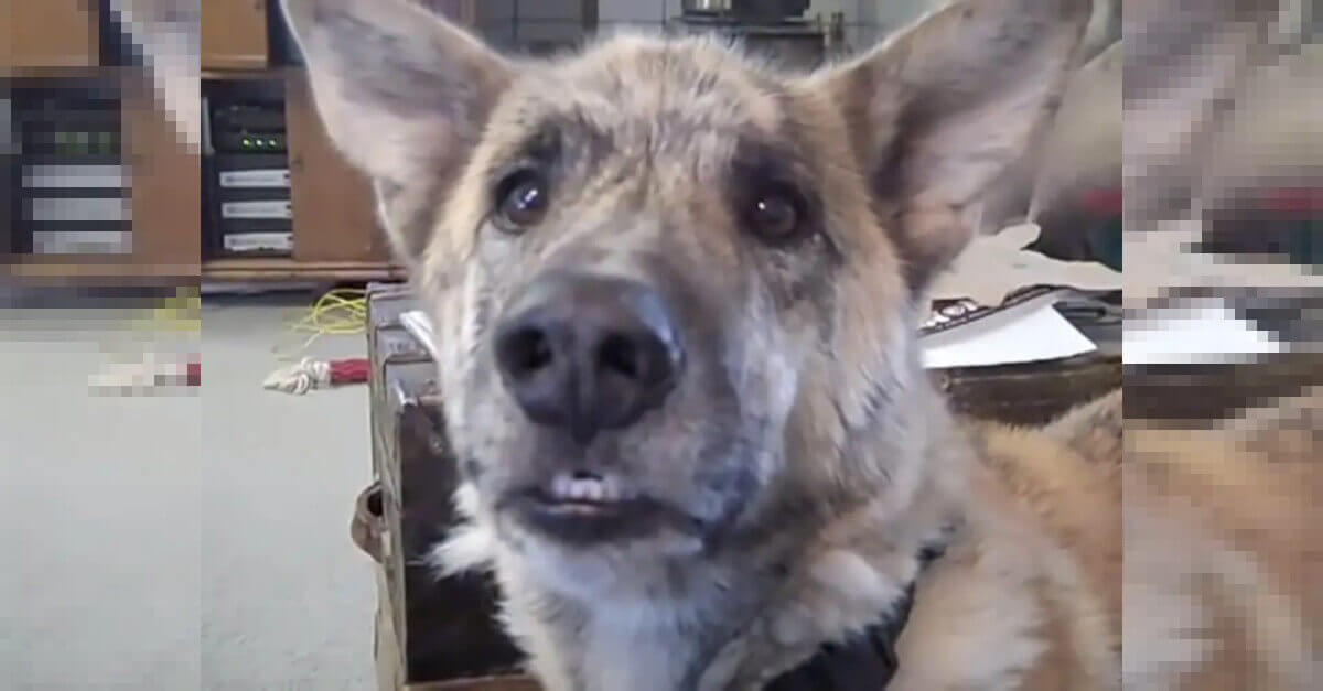 Papà dice al cane che tutti i dolcetti sono andati al gatto e 18