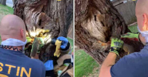 I vigili del fuoco salvano uno scoiattolo con la testa intrappolata in un albero, il video del salvataggio