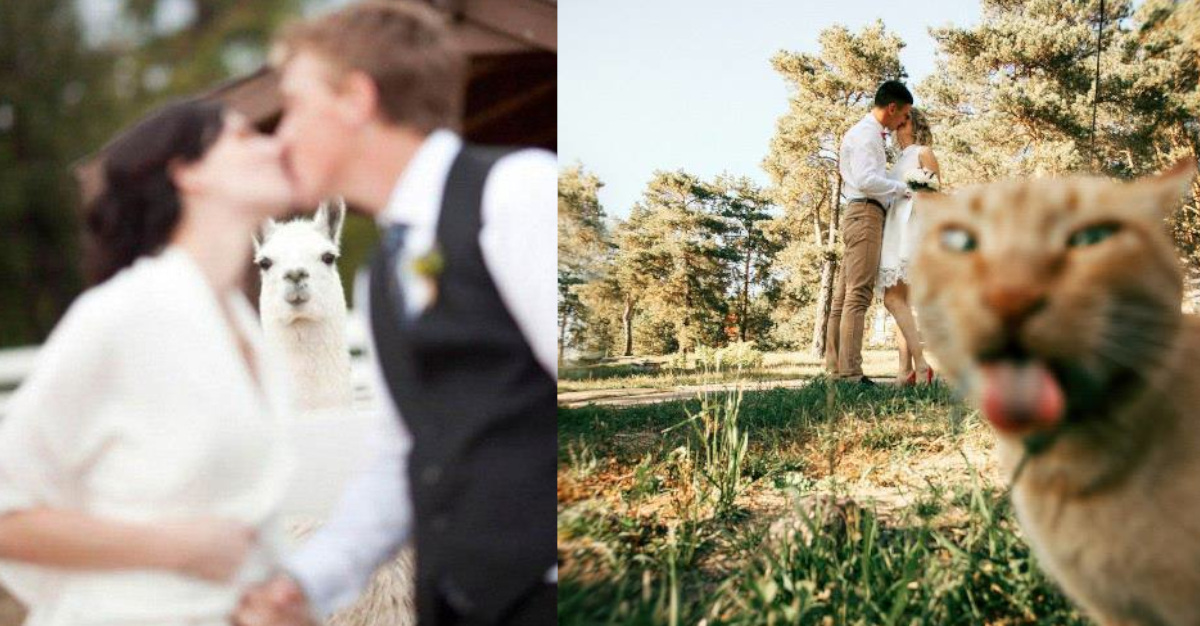 20 intrusioni di animali ai matrimoni. Le foto sono semplicemente deliziose 20 intrusioni di animali ai matrimoni. Le foto sono semplicemente deliziose