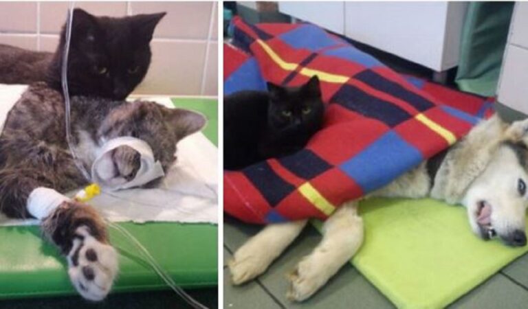 18 gatti che aiutano gli umani nei loro lavori. Alcuni sono diventati famosi 18 gatti che aiutano gli umani nei loro lavori. Alcuni sono diventati famosi