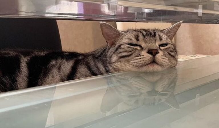 I gatti perfetti con i quali convivere in casa, la loro personalità vi conquisterà: belli, buffi e coccolosi I gatti perfetti con i quali convivere in casa, la loro personalità vi conquisterà: belli, buffi e coccolosi