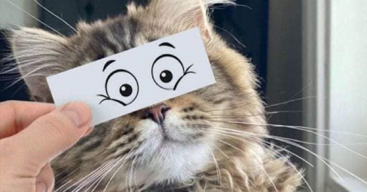 19 stati emozionali mostrati in modo divertente da alcuni gatti 19 stati emozionali mostrati in modo divertente da alcuni gatti
