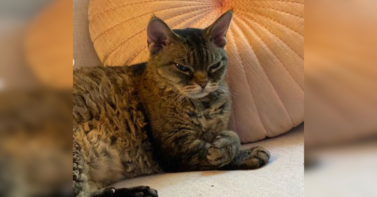 Adotta una gattina e le sue immagini sui social diventano virali Adotta una gattina e le sue immagini sui social diventano virali