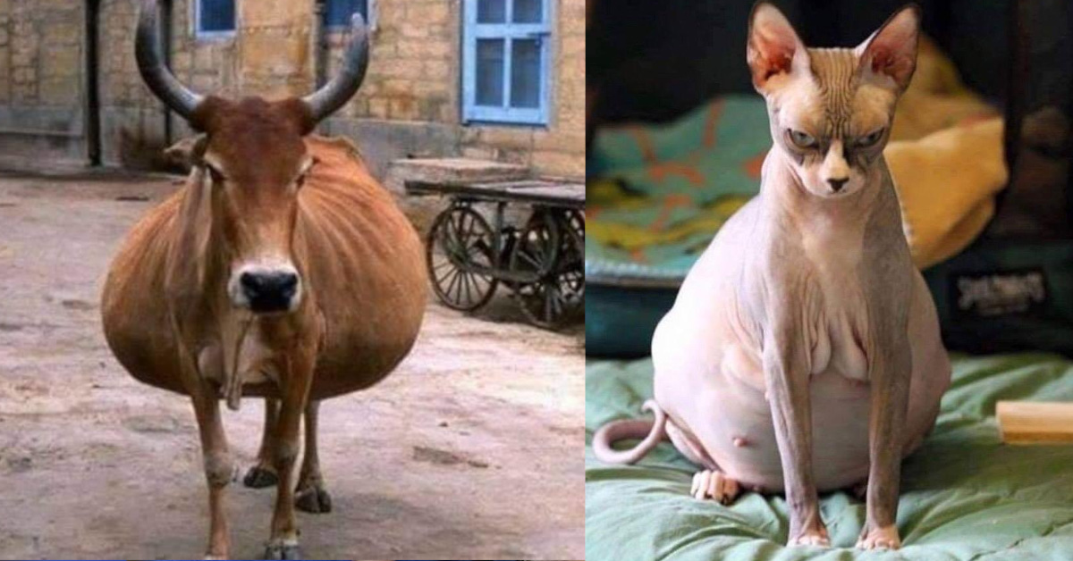 19 animali prima del parto, le foto mostrano gli ultimi giorni della gestazione 19 animali prima del parto, le foto mostrano gli ultimi giorni della gestazione
