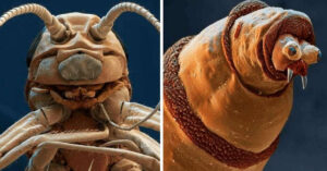 19 Insetti che fanno paura se visti al microscopio