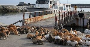 L’Isola dei gatti  “Tashirojima”, si contano più gatti che persone. Le foto di questo posto insolito