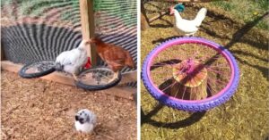 Riciclano vecchi pneumatici di biciclette per far giocare i polli del cortile, il video sui social