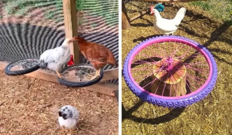 Riciclano vecchi pneumatici di biciclette per far giocare i polli del cortile, il video sui social Riciclano vecchi pneumatici di biciclette per far giocare i polli del cortile, il video sui social