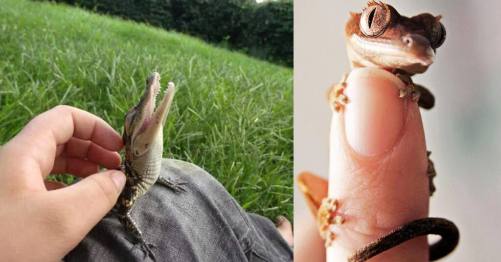 21 foto che dimostrano che anche i rettili possono essere carini