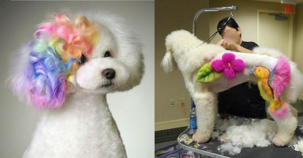 23 toelettature di cani a dir poco estreme.Non c’è dubbio che hanno un po’ esagerato 23 toelettature di cani a dir poco estreme.Non c’è dubbio che hanno un po’ esagerato