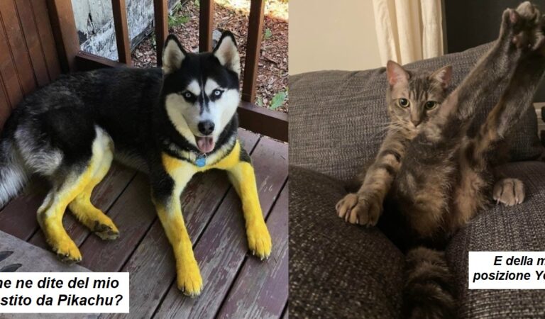 22 volte che gli animali hanno reso la vita meno noiosa ai compagni umani 22 volte che gli animali hanno reso la vita meno noiosa ai compagni umani