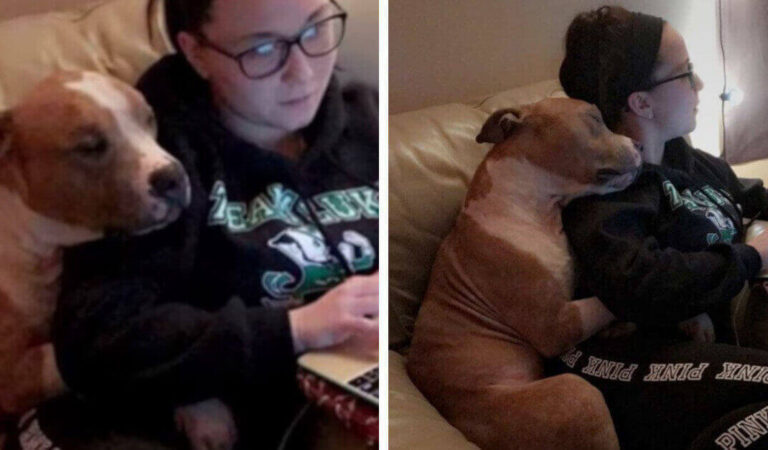 Il Pitbull viene adottato da una donna e non smette di abbracciarla Il Pitbull viene adottato da una donna e non smette di abbracciarla