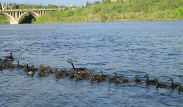 Mamma anatra raccoglie più di 40 cuccioli e li difende come se fossero i suoi Mamma anatra raccoglie più di 40 cuccioli e li difende come se fossero i suoi
