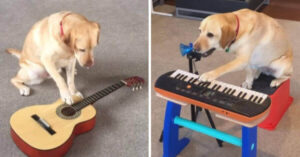 Che talento! Il cagnolino che suona la chitarra, il pianoforte e la batteria